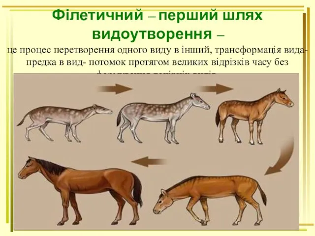 Філетичний – перший шлях видоутворення – це процес перетворення одного виду