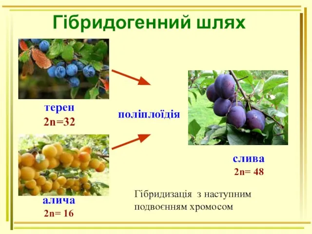 Гібридогенний шлях терен 2n=32 алича 2n= 16 слива 2n= 48 поліплоїдія Гібридизація з наступним подвоєнням хромосом