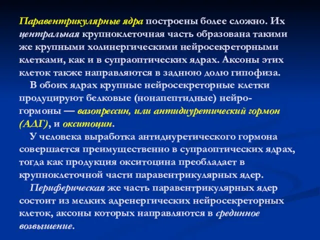 Паравентрикулярные ядра построены более сложно. Их центральная крупноклеточная часть образована такими