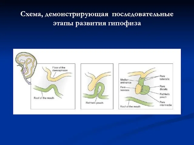 Схема, демонстрирующая последовательные этапы развития гипофиза