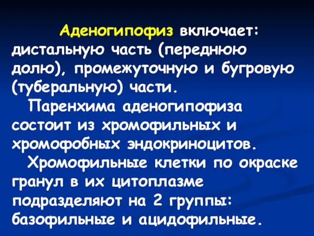 Аденогипофиз включает: дистальную часть (переднюю долю), промежуточную и бугровую (туберальную) части.