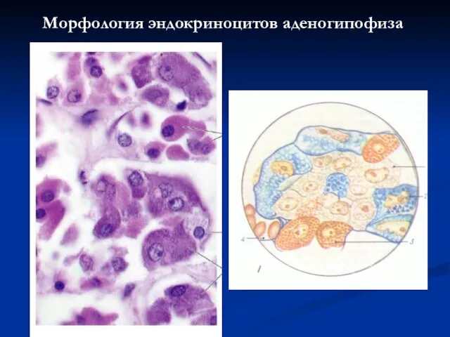 Морфология эндокриноцитов аденогипофиза