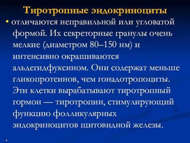 Тиротропные эндокриноциты • отличаются неправильной или угловатой формой. Их секреторные гранулы