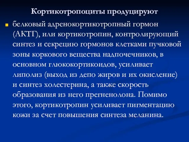 Кортикотропоциты продуцируют белковый адренокортикотропный гормон (АКТГ), или кортикотропин, контролирующий синтез и