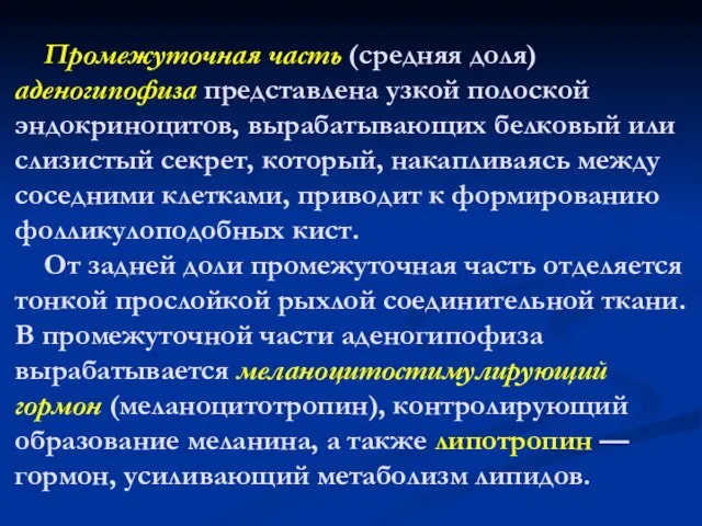 Промежуточная часть (средняя доля) аденогипофиза представлена узкой полоской эндокриноцитов, вырабатывающих белковый