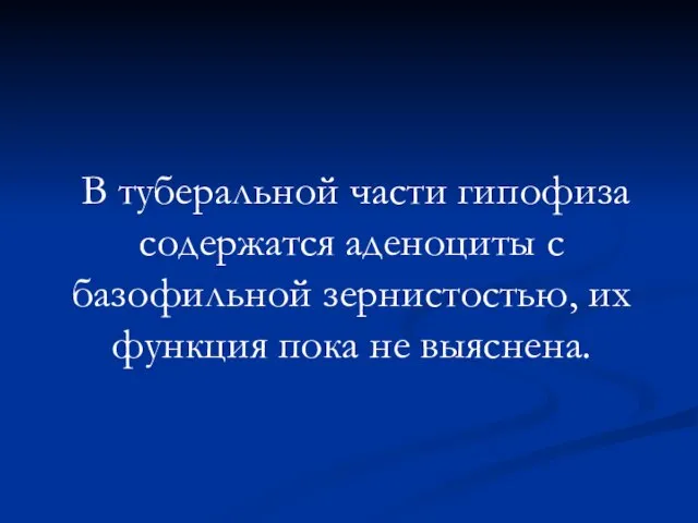 В туберальной части гипофиза содержатся аденоциты с базофильной зернистостью, их функция пока не выяснена.