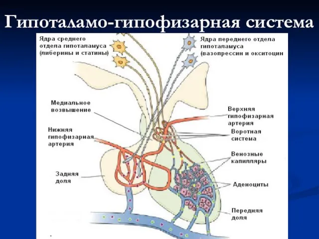 Гипоталамо-гипофизарная система