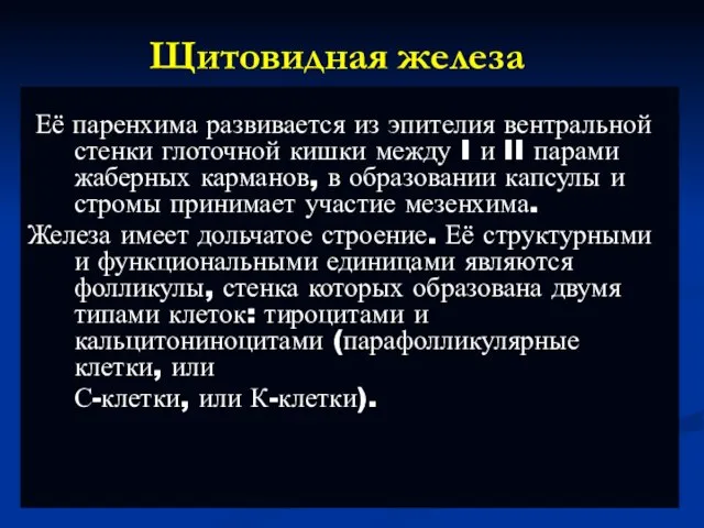 Щитовидная железа Её паренхима развивается из эпителия вентральной стенки глоточной кишки