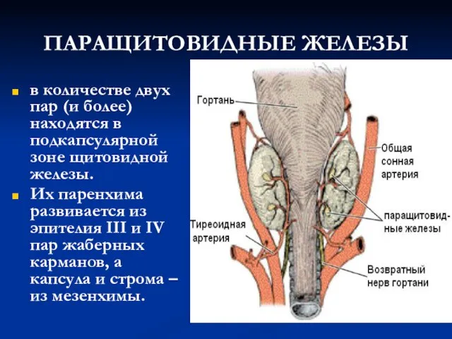 ПАРАЩИТОВИДНЫЕ ЖЕЛЕЗЫ в количестве двух пар (и более) находятся в подкапсулярной