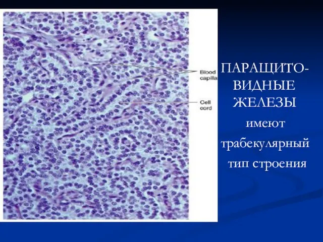 ПАРАЩИТО-ВИДНЫЕ ЖЕЛЕЗЫ имеют трабекулярный тип строения