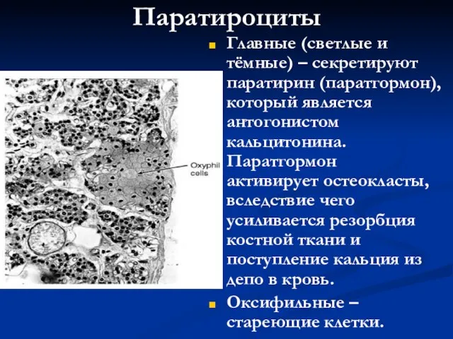 Паратироциты Главные (светлые и тёмные) – секретируют паратирин (паратгормон), который является