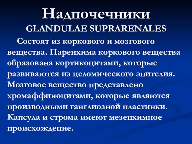 Надпочечники GLANDULAE SUPRARENALES Состоят из коркового и мозгового вещества. Паренхима коркового