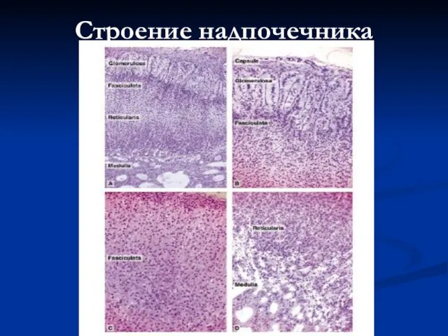 Строение надпочечника