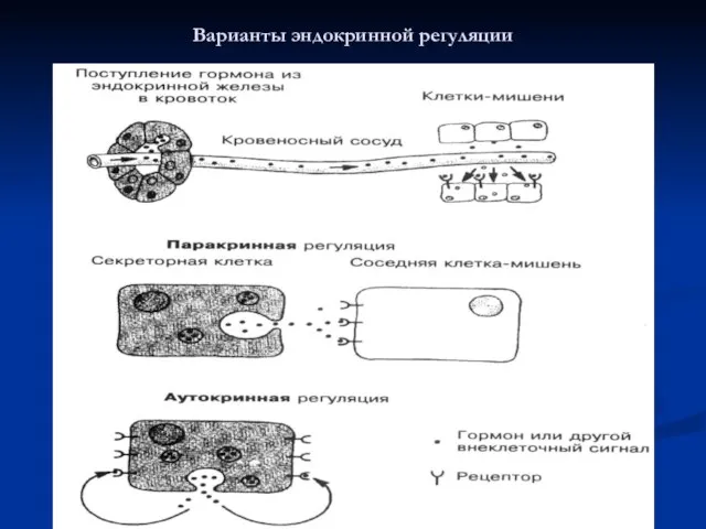 Варианты эндокринной регуляции