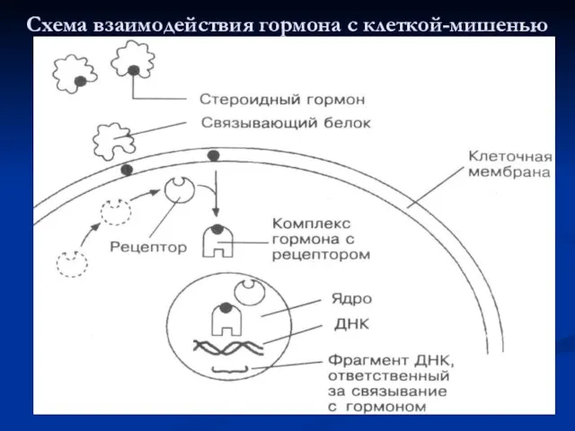 Схема взаимодействия гормона с клеткой-мишенью