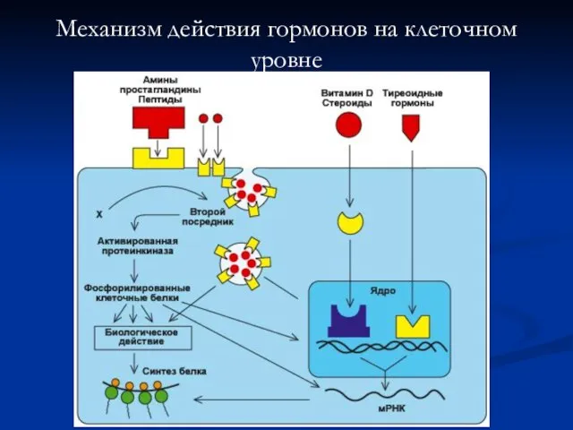 Механизм действия гормонов на клеточном уровне