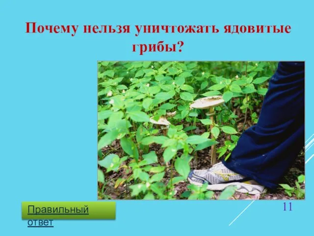 Почему нельзя уничтожать ядовитые грибы?