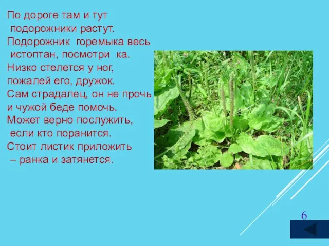 По дороге там и тут подорожники растут. Подорожник ­ горемыка весь