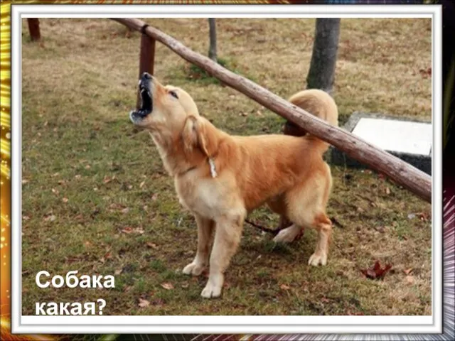 Собака какая?