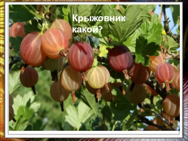 Крыжовник какой?