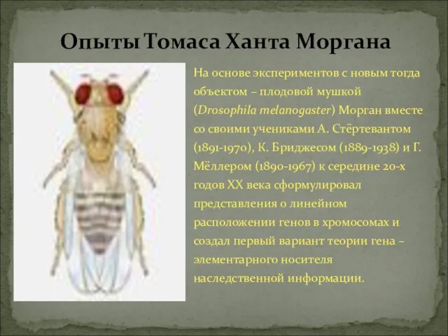 На основе экспериментов с новым тогда объектом – плодовой мушкой (Drosophila