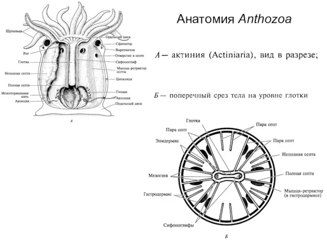 Анатомия Anthozoa