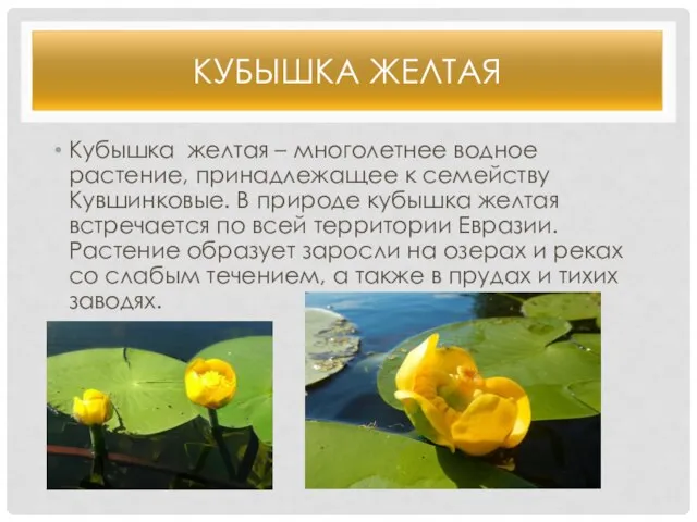 КУБЫШКА ЖЕЛТАЯ Кубышка желтая – многолетнее водное растение, принадлежащее к семейству
