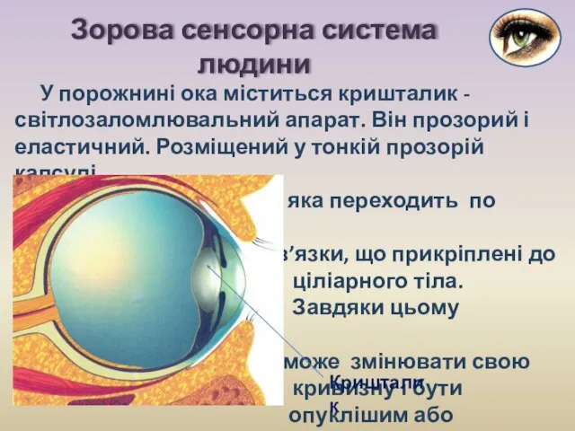 У порожнині ока міститься кришталик - світлозаломлювальний апарат. Він прозорий і