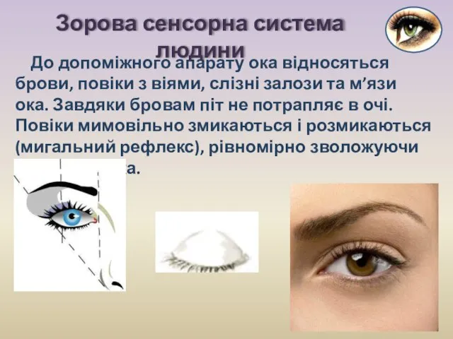 До допоміжного апарату ока відносяться брови, повіки з віями, слізні залози