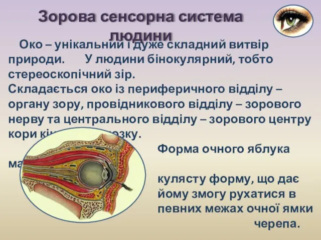 Око – унікальний і дуже складний витвір природи. У людини бінокулярний,