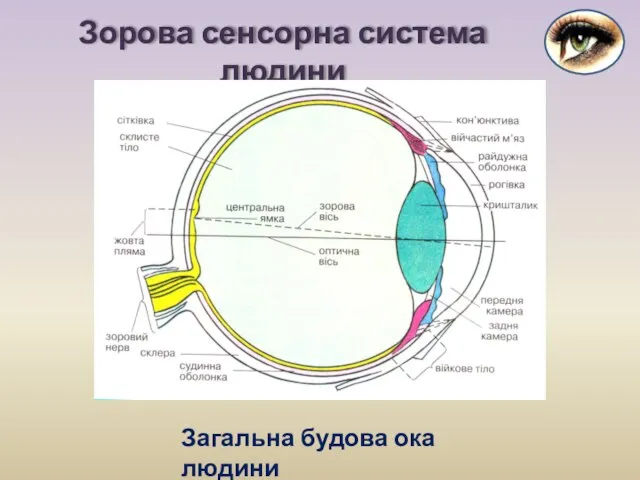 Зорова сенсорна система людини Загальна будова ока людини