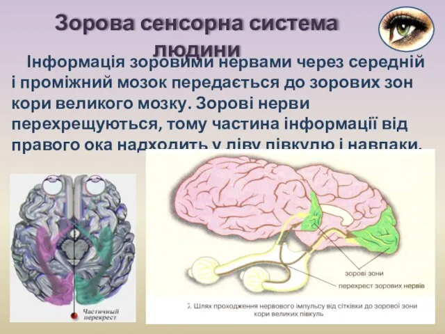 Інформація зоровими нервами через середній і проміжний мозок передається до зорових