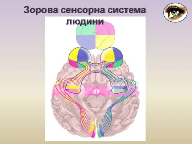 Зорова сенсорна система людини