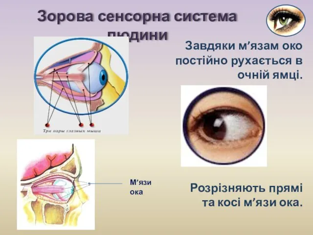 Завдяки м’язам око постійно рухається в очній ямці. Зорова сенсорна система