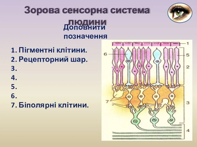 1. Пігментні клітини. 2. Рецепторний шар. 3. 4. 5. 6. 7.