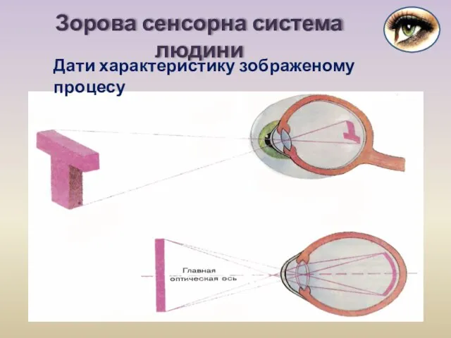 Зорова сенсорна система людини Дати характеристику зображеному процесу