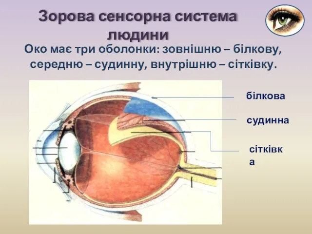 Око має три оболонки: зовнішню – білкову, середню – судинну, внутрішню