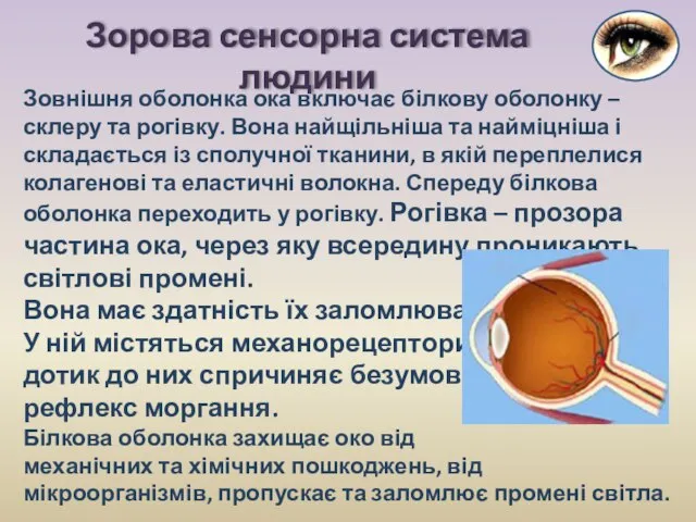 Зовнішня оболонка ока включає білкову оболонку – склеру та рогівку. Вона