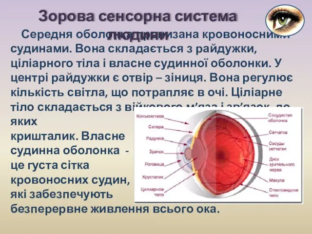 Середня оболонка пронизана кровоносними судинами. Вона складається з райдужки, ціліарного тіла