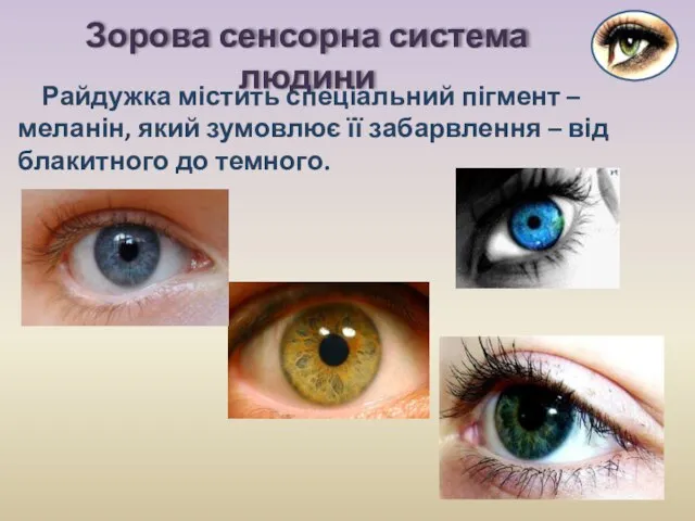 Зорова сенсорна система людини Райдужка містить спеціальний пігмент – меланін, який