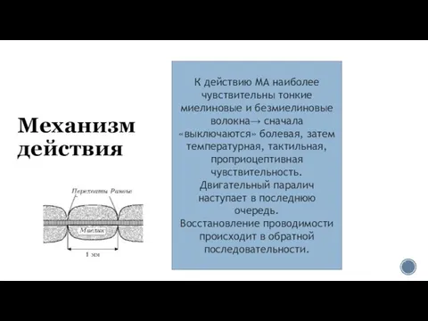 Механизм действия К действию МА наиболее чувствительны тонкие миелиновые и безмиелиновые