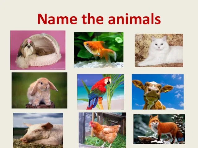 Name the animals