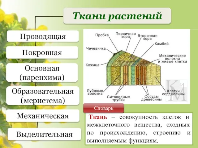 Ткани растений Проводящая Покровная Основная (паренхима) Образовательная (меристема) Механическая Ткань –