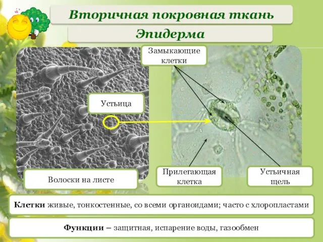 Эпидерма Волоски на листе Устьица Клетки живые, тонкостенные, со всеми органоидами;