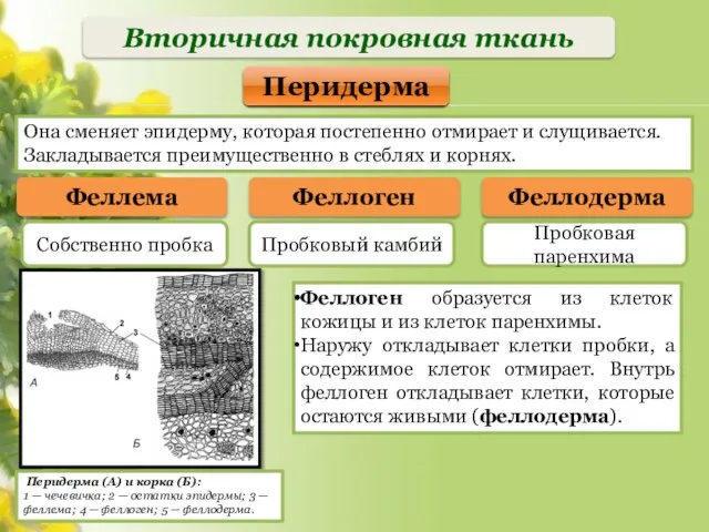 Вторичная покровная ткань Феллема Собственно пробка Феллоген Феллодерма Перидерма Пробковый камбий