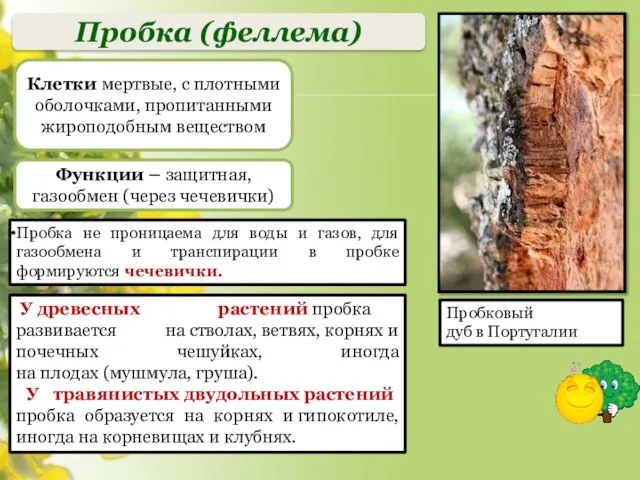 Пробка (феллема) Клетки мертвые, с плотными оболочками, пропитанными жироподобным веществом Функции