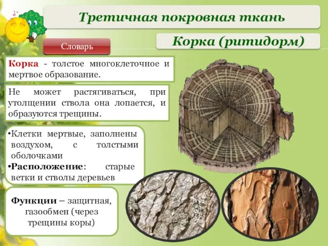 Клетки мертвые, заполнены воздухом, с толстыми оболочками Расположение: старые ветки и