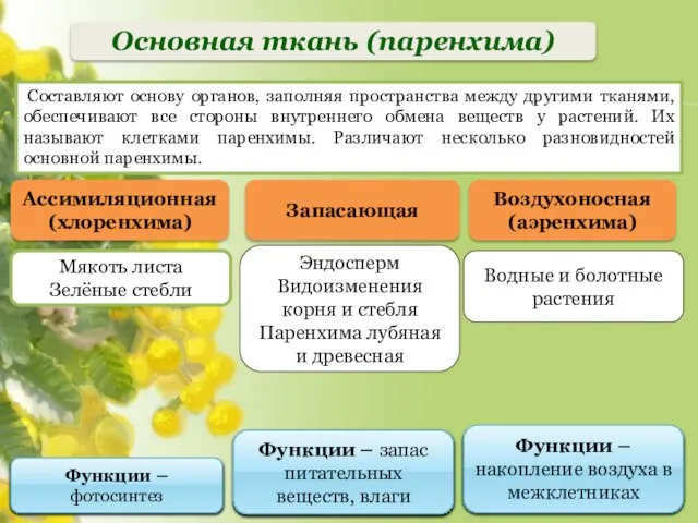 Водные и болотные растения Эндосперм Видоизменения корня и стебля Паренхима лубяная