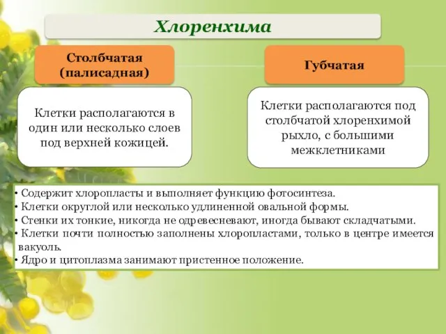 Хлоренхима Содержит хлоропласты и выполняет функцию фотосинтеза. Клетки округлой или несколько