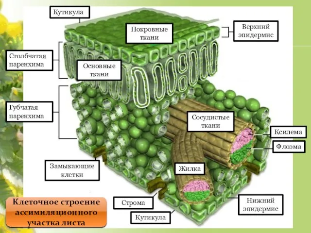 Кутикула Кутикула Столбчатая паренхима Губчатая паренхима Замыкающие клетки Строма Нижний эпидермис